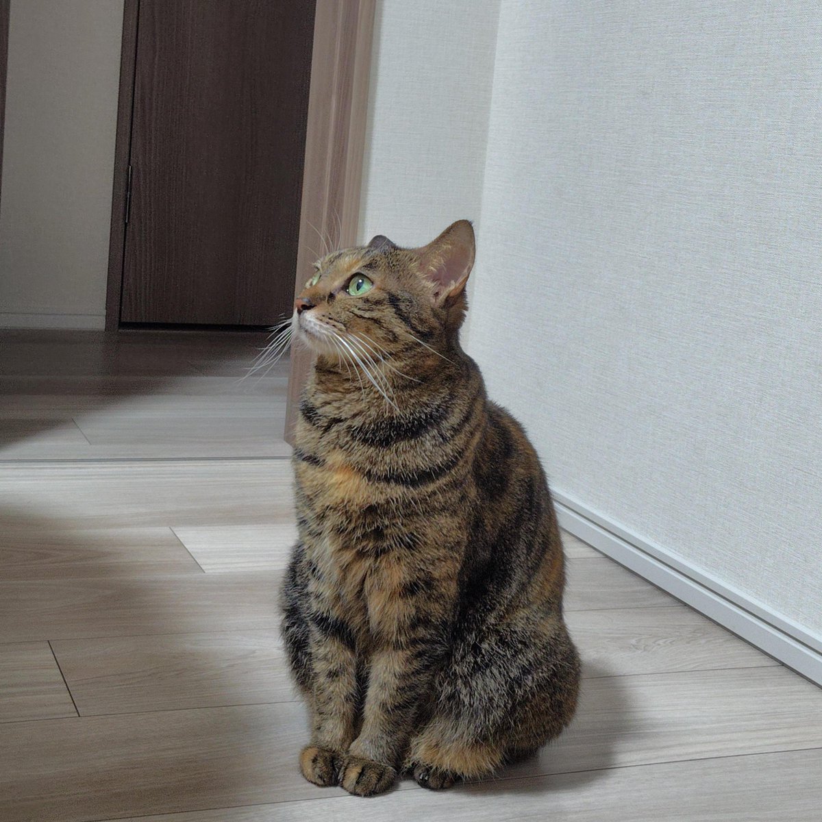 miko_firstcat's tweet photo. 涼しくなってモフっとしてきたミコちゃん

#猫のいる生活　#キジトラ https://t.co/iBcX05ZAQH