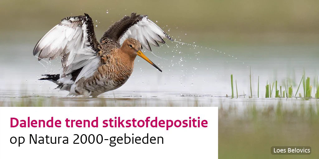 Een vogel met een lange snavel spreidt zijn vleugels in ondiep water, met opspattende waterdruppels. Tekst: ‘Dalende trend stikstofdepositie op Natura 2000-gebieden’. Foto: Loes Belovics.