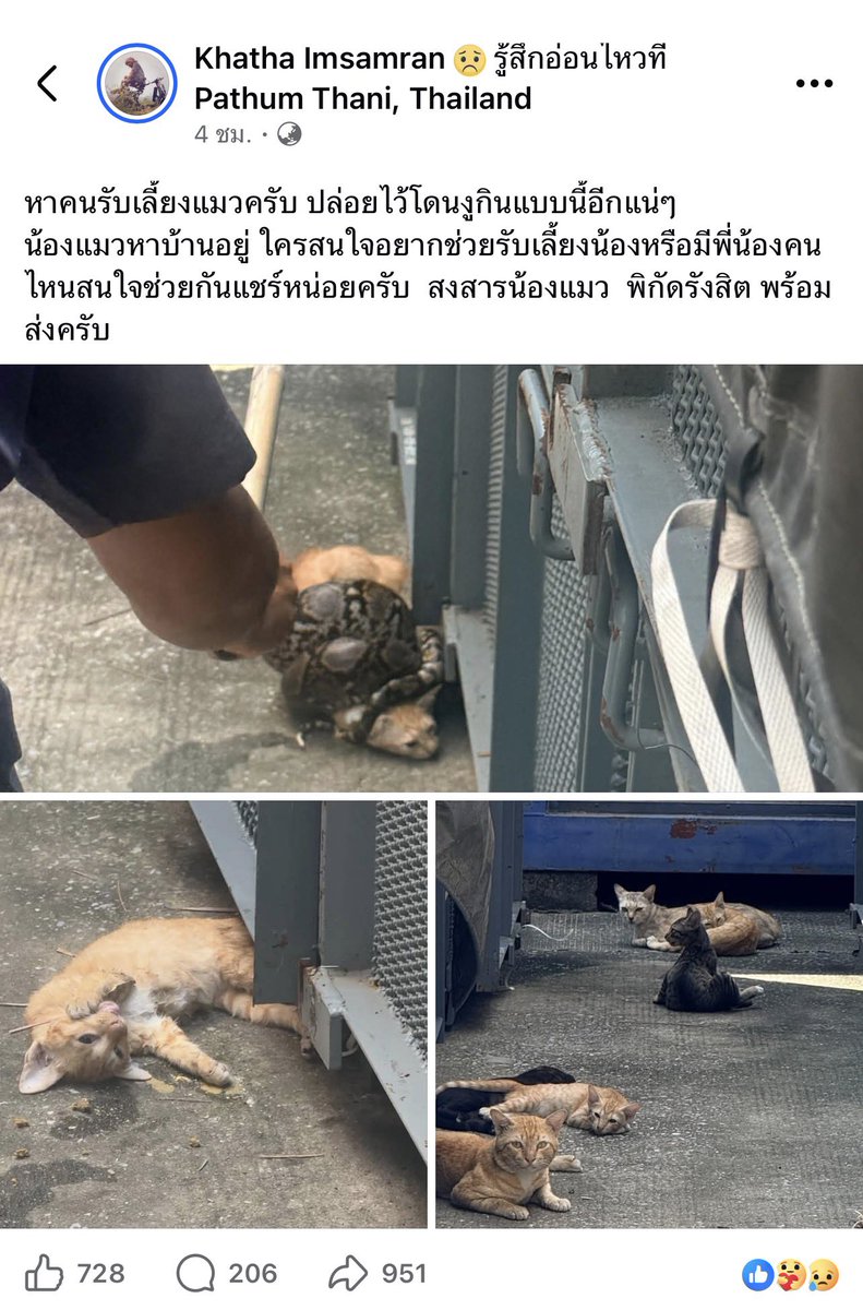 kunnu_meetang's tweet photo. ช่วยรับน้องแมวก่อนโดนงูกินหมดก่อน🙏🙏
น้องแมวที่โดนงูรัดเสียแล้วนะคะ เหลือเพื่อนๆอีกหลายตัว น้องอยู่ใกล้คลองงูเยอะ 
โปรดช่วยแชร์ฝากคนใจดีมีเมตามารับน้องๆไม่ให้เป็นอาหารงูกันเถอะ https://t.co/JdVsWPz6ZX