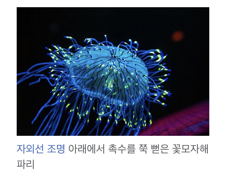 orakgi_lol's tweet photo. 꽃모자해파리가 어울릴지도… https://t.co/k4N1Dj0WZb