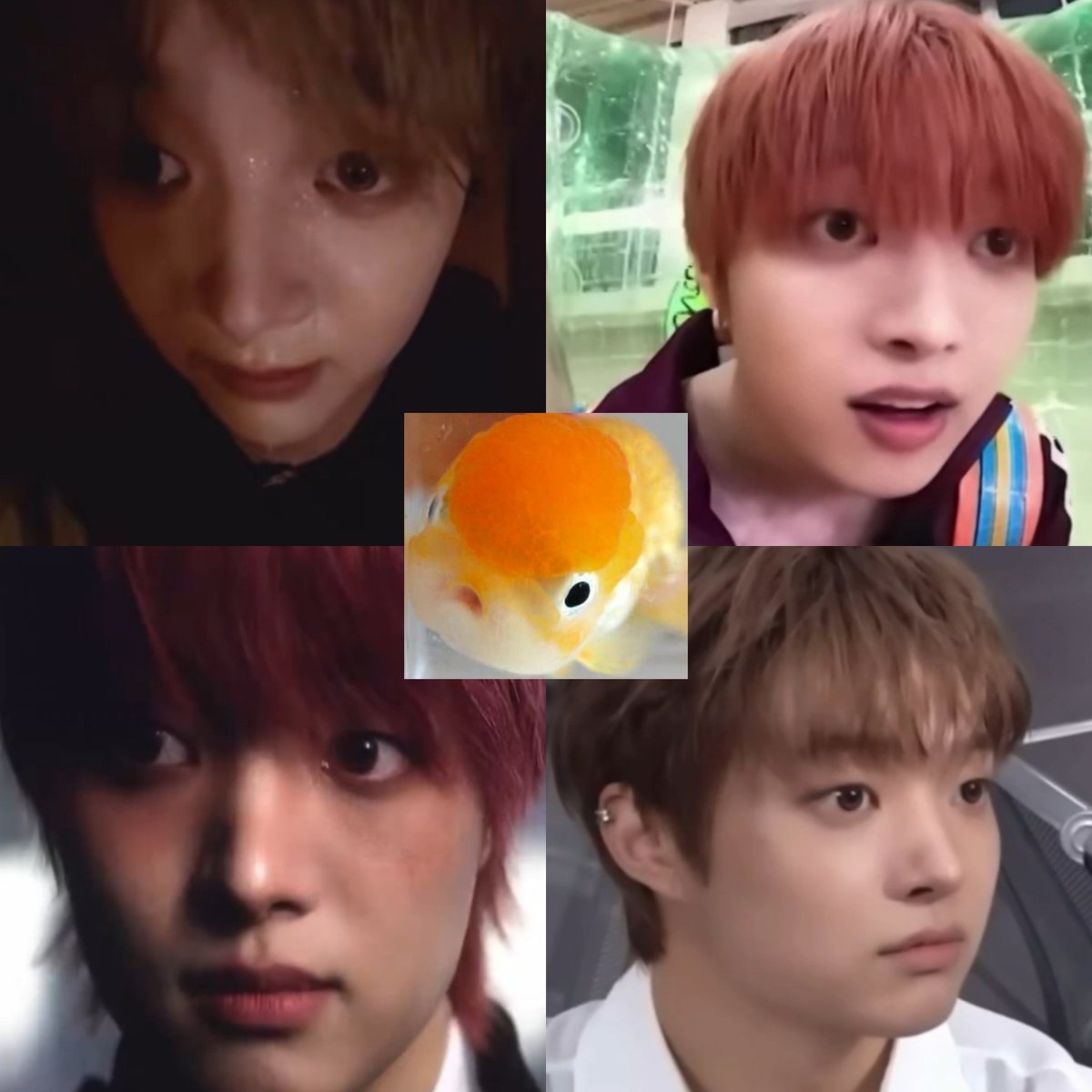 wijufish's tweet photo. im obsessed with this distressed fish look he has sometimes https://t.co/VCdt9Wgxce