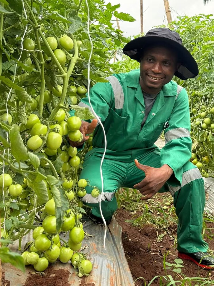 TakueMdumeni's tweet photo. 🍅🔥 Just look at these tomato clusters!

Behind every promising crop is knowledge, careful planning and consistent work. At Green Vine Farms, we take every stage seriously—from planting to fruiting. 🌱💪

Love what you see? Drop your favourite emoji in the comments! 😍👏🍅

Want to learn how to improve the growth and fruiting of your tomatoes? Send me a message for practical guidance on good agronomic practices.

Follow this page for more farm updates, practical lessons and real experiences from the field. Let’s grow together! 🤝

#GreenVineFarms #CoachSimon #TomatoFarming #NigerianFarmers #Agribusiness