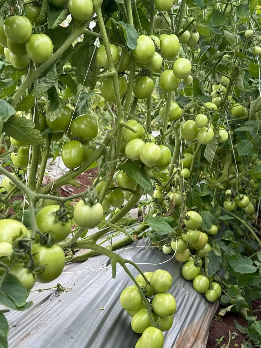 TakueMdumeni's tweet photo. 🍅🔥 Just look at these tomato clusters!

Behind every promising crop is knowledge, careful planning and consistent work. At Green Vine Farms, we take every stage seriously—from planting to fruiting. 🌱💪

Love what you see? Drop your favourite emoji in the comments! 😍👏🍅

Want to learn how to improve the growth and fruiting of your tomatoes? Send me a message for practical guidance on good agronomic practices.

Follow this page for more farm updates, practical lessons and real experiences from the field. Let’s grow together! 🤝

#GreenVineFarms #CoachSimon #TomatoFarming #NigerianFarmers #Agribusiness