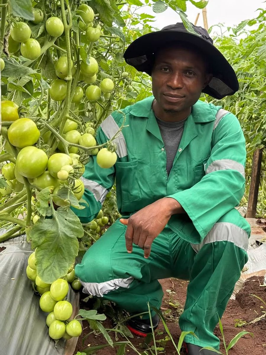 TakueMdumeni's tweet photo. 🍅🔥 Just look at these tomato clusters!

Behind every promising crop is knowledge, careful planning and consistent work. At Green Vine Farms, we take every stage seriously—from planting to fruiting. 🌱💪

Love what you see? Drop your favourite emoji in the comments! 😍👏🍅

Want to learn how to improve the growth and fruiting of your tomatoes? Send me a message for practical guidance on good agronomic practices.

Follow this page for more farm updates, practical lessons and real experiences from the field. Let’s grow together! 🤝

#GreenVineFarms #CoachSimon #TomatoFarming #NigerianFarmers #Agribusiness