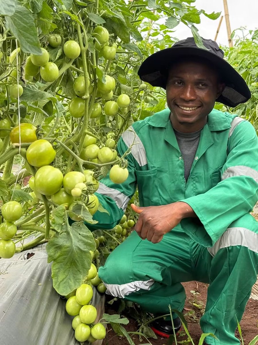 TakueMdumeni's tweet photo. 🍅🔥 Just look at these tomato clusters!

Behind every promising crop is knowledge, careful planning and consistent work. At Green Vine Farms, we take every stage seriously—from planting to fruiting. 🌱💪

Love what you see? Drop your favourite emoji in the comments! 😍👏🍅

Want to learn how to improve the growth and fruiting of your tomatoes? Send me a message for practical guidance on good agronomic practices.

Follow this page for more farm updates, practical lessons and real experiences from the field. Let’s grow together! 🤝

#GreenVineFarms #CoachSimon #TomatoFarming #NigerianFarmers #Agribusiness