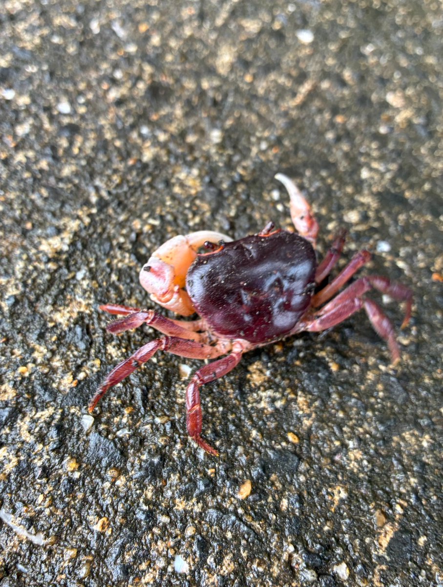 tumikitosuzu's tweet photo. 雨上がりは、いつもサワガニが出てきます
ハサミを振り上げて、横歩き

子どもはみんな、見つけたら、
捕まえずにはいられません

はじめは、みんなちょっと怖いなぁとビクビク
だけど、いつか勇気を出して
指で押さえながら捕まえられるようになります

「つかむ」から「つまむ」へ
手のひらから、指先へ
こうして小さな手は育っていくのですね

外遊びはいろんなものに出会いながら
心も体も脳みそもいっぱい働かる時間

さあ、外へ出かけましょう！✨