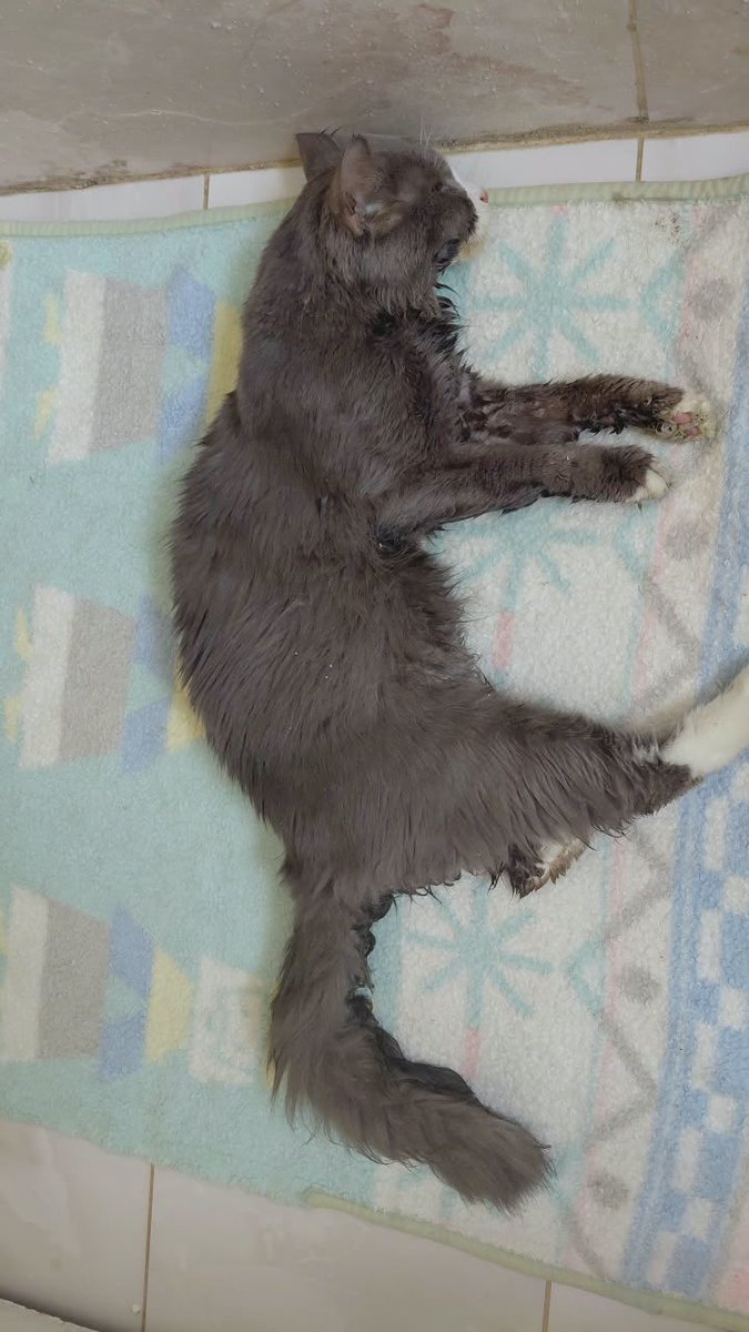 FoofoFaiza's tweet photo. جدة: قطة مريضة جدا (إسهال ونزيف) تحتاج إلى مساعدة في العلاج العاجل. ليس لدي المال لعلاجه، القطة ترفض الأكل أو الشرب، ولا تتحرك وتتقيأ وتصاب بالإسهال الدموي. لديه القليل جدا ولدي أطفال في المنزل. يرجى المساعدة في أقرب وقت ممكن. الاتصال- +966 54 742 3991 https://t.co/jtjxJgTZQS