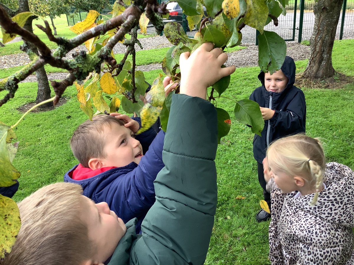 HasReception's tweet photo. @HasReception are learning in our #Orchard today as part of our #OutdoorCurriculum … 

🌳 🍏 🍐 

#EYFS https://t.co/SQ2Q1tBX8p