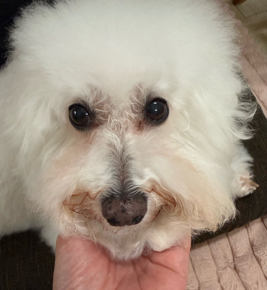 leaf0286's tweet photo. 顔꒰ ｡•ω•｡ ꒱を洗いました。 https://t.co/SPZzV7d4Hl