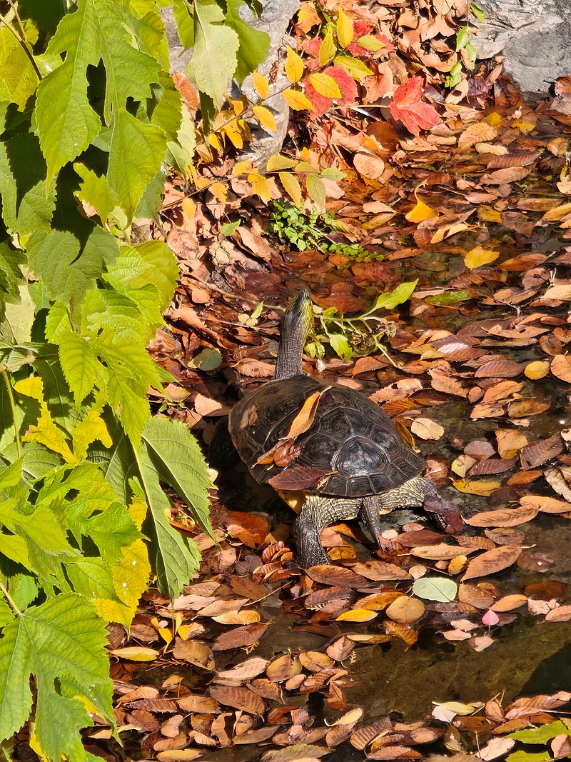 geglm7445's tweet photo. Even a humble turtle can be strong enough to swallow a thick log when it’s guarding the beautiful chrysanthemums under its jurisdiction! https://t.co/jyg1kpRaf5