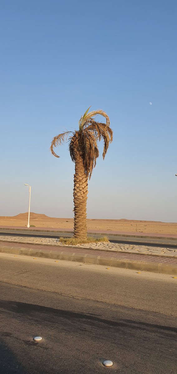 asalamAlsalman's tweet photo. لا يليق أبدًا أن تظهر النخلة بهذا المستوى من الإهمال، وهي جزء أصيل من هويتنا الوطنية وتراث بلادنا الغالية 🇸🇦💚

والسؤال: لماذا تتوسع بعض البلديات في زراعة النخيل في الشوارع والميادين، وهي تعلم أنه يرفع الأعباء التشغيلية من ريٍّ منتظم، وصيانة وتشذيب، ومكافحة للآفات، وتنظيف مستمر للبقايا والثمار المتساقطة؟

والأغرب أن تُزرع بكثافة في مدن وقرى تحيط بها مزارع النخيل من كل جانب؛ فلا تضيف تنوعًا بصريًا جديدًا، ولا تحقق الظل الكثيف الذي يحتاجه المشاة.

التشجير الحضري ليس زيادةً في أعداد الأشجار فحسب، بل اختيارٌ ذكي للنوع المناسب في المكان المناسب.

نحتاج إلى تنويع المشهد بأشجار ظليلة ملائمة للبيئة المحلية، أقل استهلاكًا للمياه والصيانة، وأكثر فائدة للإنسان والمدينة.

النخلة قيمة وطنية؛ فلنضعها في المكان الذي يليق بها، ونعتني بها كما يليق بمكانتها.
@MEWA_KSA 
@Momah_SA 
@Balady_CS 
@Amanatalriyadh 
@mansourmushaiti