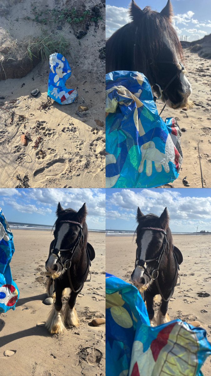 waddells74's tweet photo. #Plastic 🎈 flapping about along the #Cambois 🏖️ 🌊 thousands of birds 🐦 get trapped and these get swallowed by 🐳 🐬 🦭 🦢 ⚠️ it takes 2minutes to #Binit 🗑️ trot 🐴 off to a bin guys even my horse 🐴 spotted it!! 😀 #Northumberland https://t.co/wSWu9xlA3U