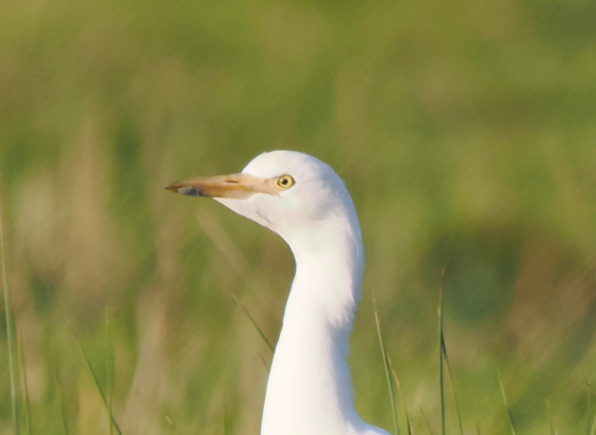 TimTim292's tweet photo. So many Cattle Egret in and around the Exe Estuary in recent weeks. @waderquest @SEDwildlife @BirdTrack https://t.co/fNLDWjF5I6
