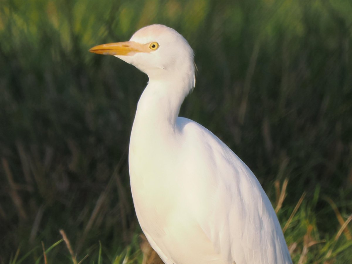 TimTim292's tweet photo. So many Cattle Egret in and around the Exe Estuary in recent weeks. @waderquest @SEDwildlife @BirdTrack https://t.co/fNLDWjF5I6