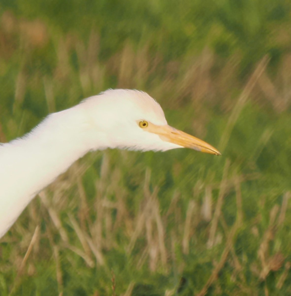 TimTim292's tweet photo. So many Cattle Egret in and around the Exe Estuary in recent weeks. @waderquest @SEDwildlife @BirdTrack https://t.co/fNLDWjF5I6