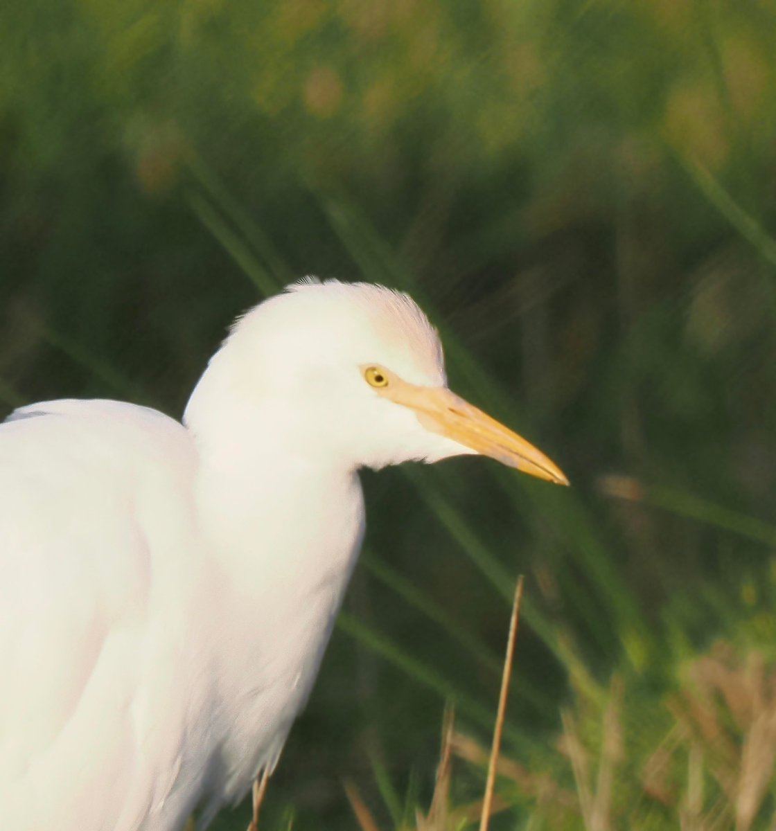 TimTim292's tweet photo. So many Cattle Egret in and around the Exe Estuary in recent weeks. @waderquest @SEDwildlife @BirdTrack https://t.co/fNLDWjF5I6