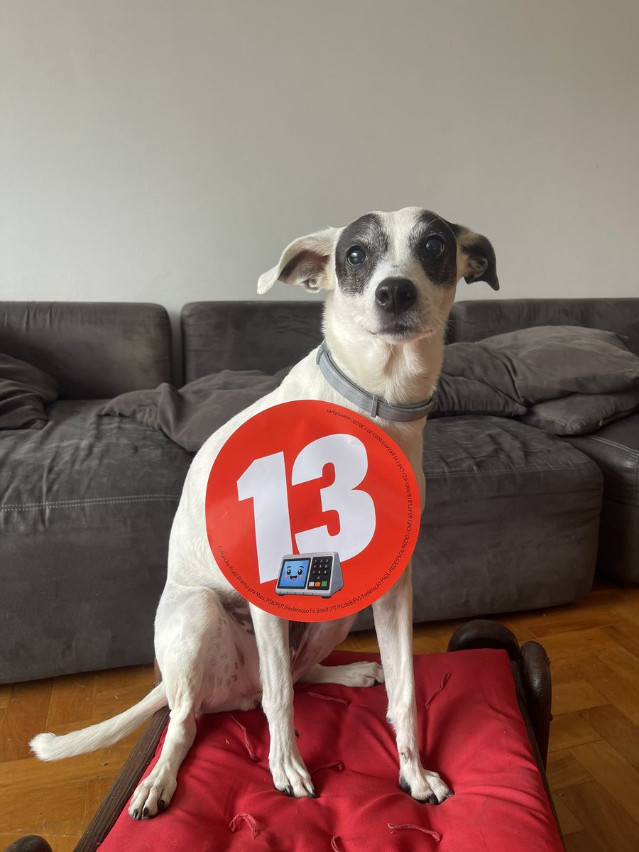 anaxunamus's tweet photo. Aqui em casa seguimos com a campanha fortíssima!!! Cachorras com Lula ❤️ https://t.co/EgVC46z7wO