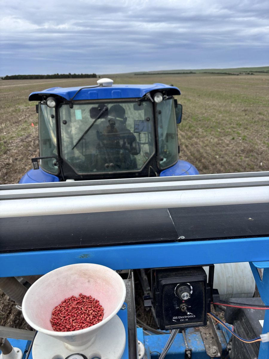 WheatInnovation's tweet photo. Ideal, SD has ideal planting conditions❤️🌧️🌾🙏 for a change, it has been very dry Fall for the last two years. #NotillWorks #OatResidue @wheatsd @SDStateCAFES @idealfarmer 🙏
First field is planted off to the next one🌾🌾👏#TeamWheat
Ignore the re growth it’s has been sprayed. https://t.co/unUaIpLHKd