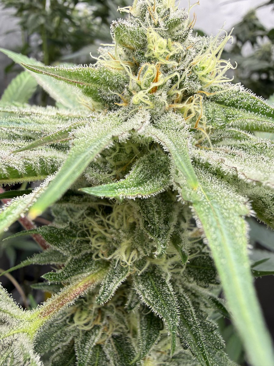 Workerbeeseeds's tweet photo. Sweet skunky aromatherapy with this Grandaddy Butter Cups… https://t.co/HRNcMXNnx4