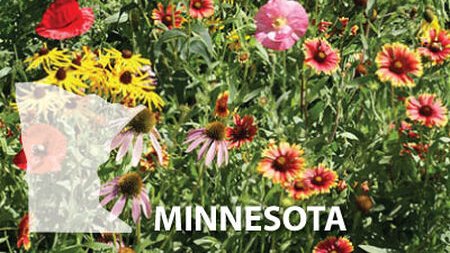 giveashitnature's tweet photo. Minnesota will pay you up to $400 to turn your lawn into wildflowers.

The program is called Lawns to Legumes. Since 2019, Minnesotans have used it to plant more than 12,500 patches of native flowers, clover and pollinator habitat. That's over 20 million square feet, in every one of the state's 87 counties.

It's built for pollinators in trouble, like monarchs and the rusty patched bumble bee. That's Minnesota's state bee, and it's federally endangered.

Renters can apply too, not just homeowners.

And people want in. The first time around, more than 12,000 Minnesotans applied for about 2,300 grants.

Applications for spring 2027 are open now through November 30. If you live in Minnesota, apply.
