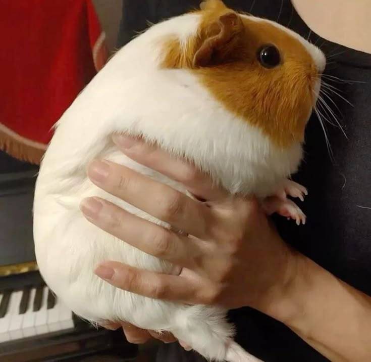 sealulu_'s tweet photo. genuine pig https://t.co/Wsy1eNvo2B