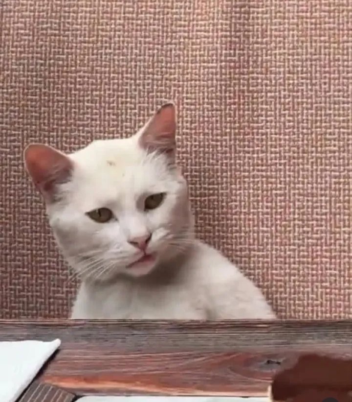 YdkNogi's tweet photo. @lilrocketfyree @PercThaGoat Is that even something that can happen? Tf, her pussy infrared heater or sumn https://t.co/ebo86Qm1rH
