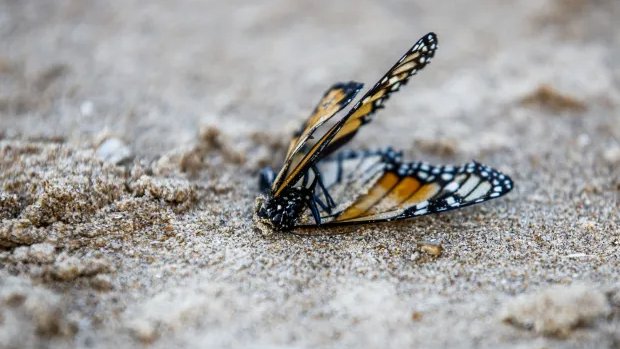 giveashitnature's tweet photo. Monarch butterflies have been denied Endangered Species Act protection until 2030.

They were supposed to be listed as threatened last December. The Trump administration never finalized it. After conservation groups sued, the Fish and Wildlife Service agreed this week to a final decision by June 6, 2030.

Eastern monarchs covered just 7.24 acres of forest in Mexico last winter. That was a good year, up 64%. They still need about 15 acres to be safe from collapse, and they covered nearly 45 in the late '90s.

Western monarchs are down more than 95% since the 1980s. Only 12,260 were counted last winter.

A federal assessment gave eastern monarchs up to a 74% chance of going extinct in the next 60 years. Western monarchs: up to 99%.

Scientists first asked for protection in 2014. By the deadline, monarchs will have waited 16 years.