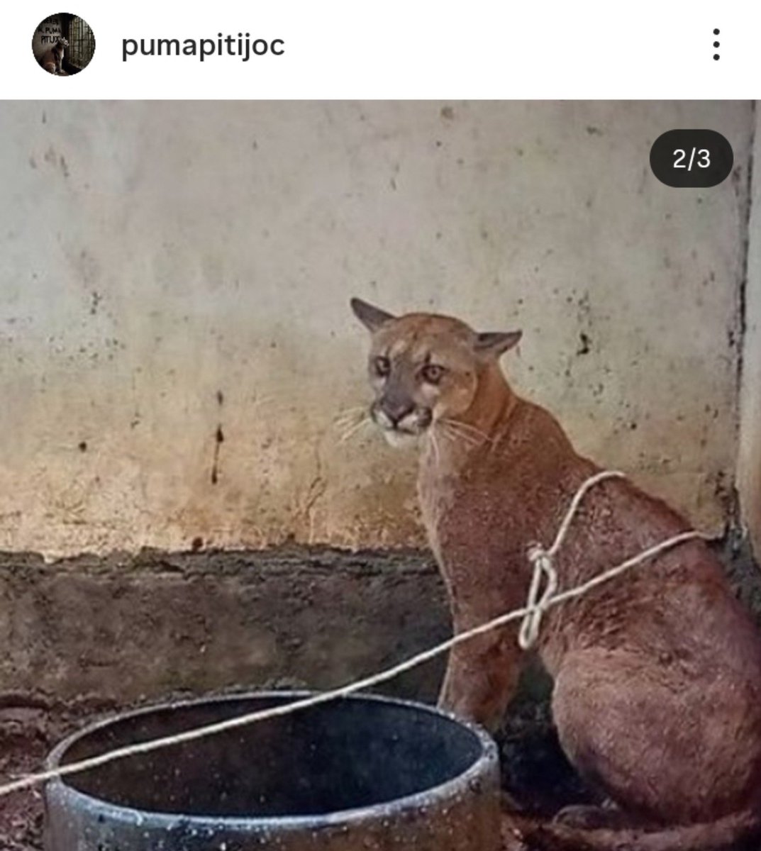Lizduquesa's tweet photo. Celebraron la llegada de dos hienas al zoo Bararida, pero desde el 2024 dos personas hemos preguntado por este puma silvestre que agarraron en Trujillo y fue llevado para allá, y no dan respuesta, debía ser liberado, desapareció, no dejan verlo, y se molestan porque uno pregunta https://t.co/ltK11fSsZI