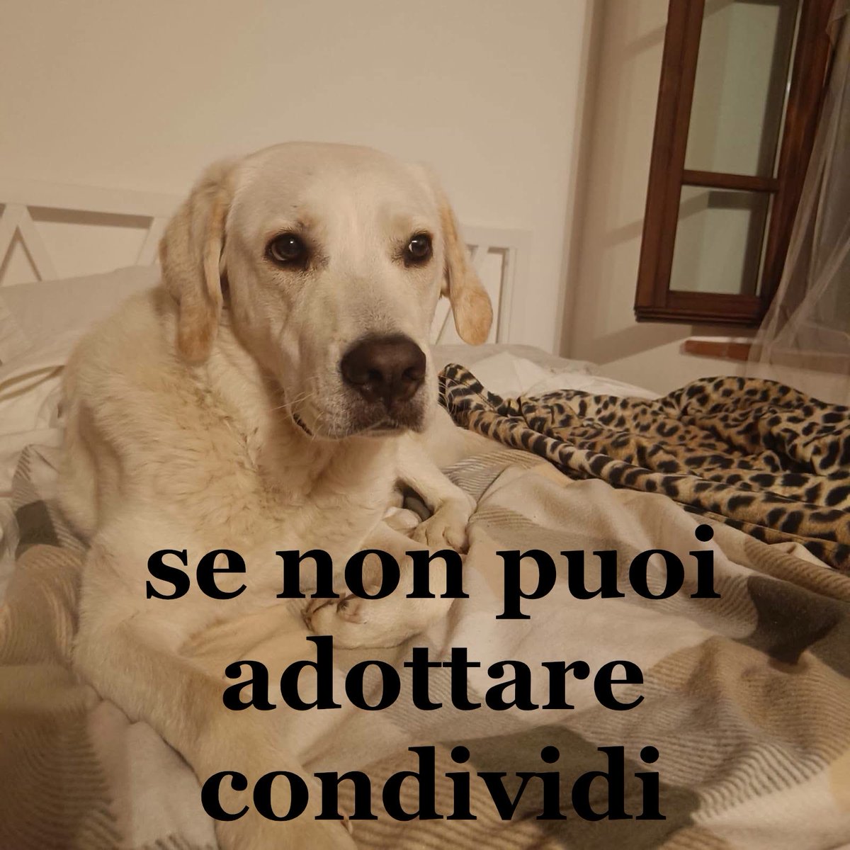 FiorellaArcodi1's tweet photo. Maya mix labrador 3 anni cerca casa  abituata in casa   libretto sanitario in regola visibile in provincia di Pisa  3282773563 https://t.co/v5OnAQMxKF