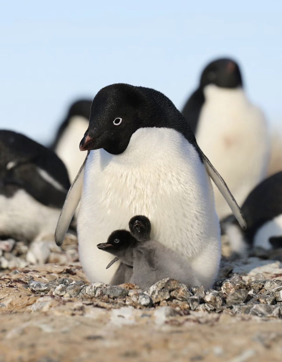 paperparrot_'s tweet photo. Wildlife photographer Myeongho Seo caught an Adélie sitting on two chicks at Cape Hallett, Antarctica.

They lay two eggs and build the nest out of stolen pebbles. Both parents trade shifts. The chicks cannot swim yet, so this pile of stones is the whole house. The species is named after a French explorer’s wife. The pebble crime is their own idea.

[📸: Myeongho Seo IG]