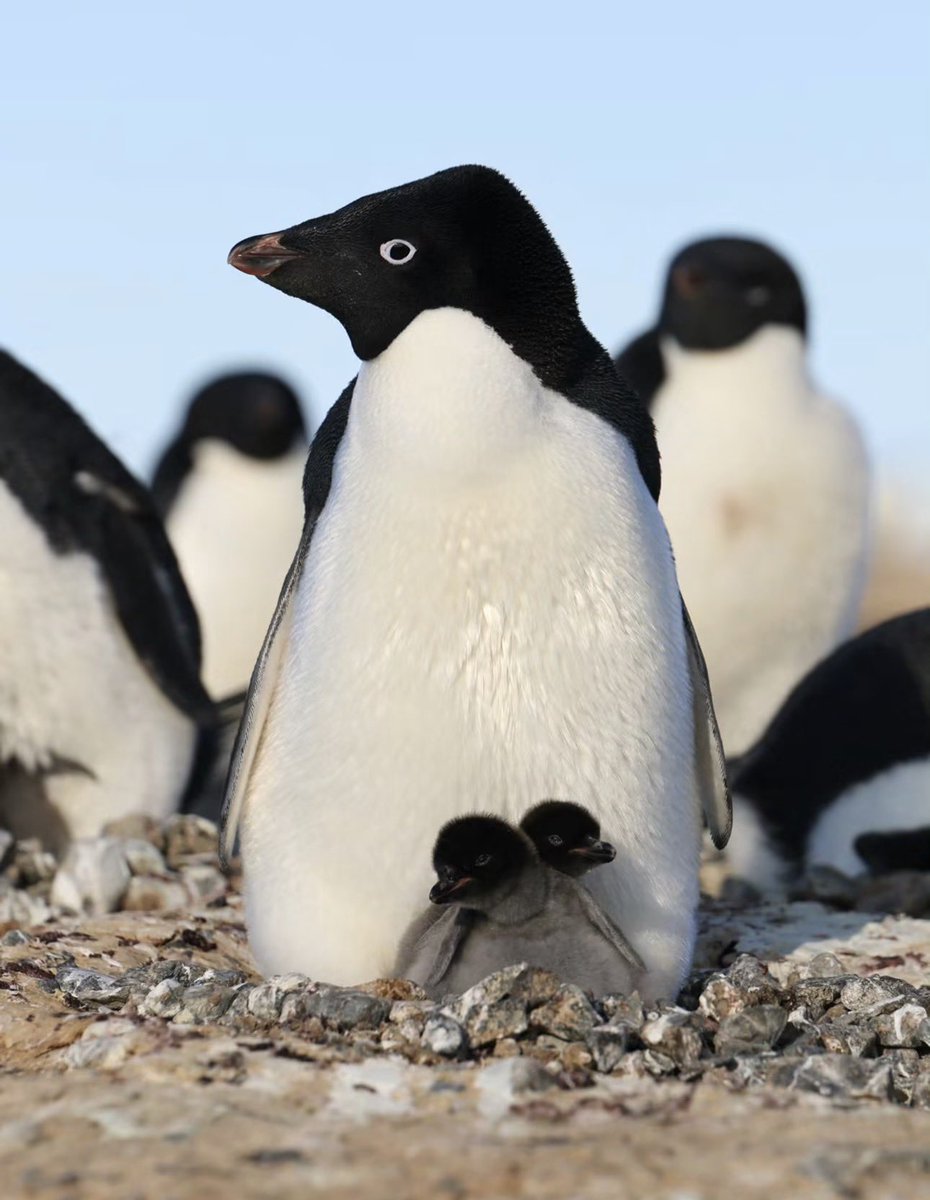 paperparrot_'s tweet photo. Wildlife photographer Myeongho Seo caught an Adélie sitting on two chicks at Cape Hallett, Antarctica.

They lay two eggs and build the nest out of stolen pebbles. Both parents trade shifts. The chicks cannot swim yet, so this pile of stones is the whole house. The species is named after a French explorer’s wife. The pebble crime is their own idea.

[📸: Myeongho Seo IG]