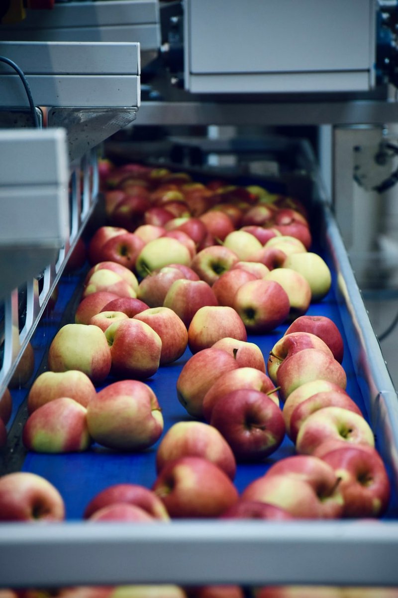 allmckenna66's tweet photo. who knew apples had such a process? this looks pretty organized for fruit

#apples https://t.co/GVru6PrpOq
