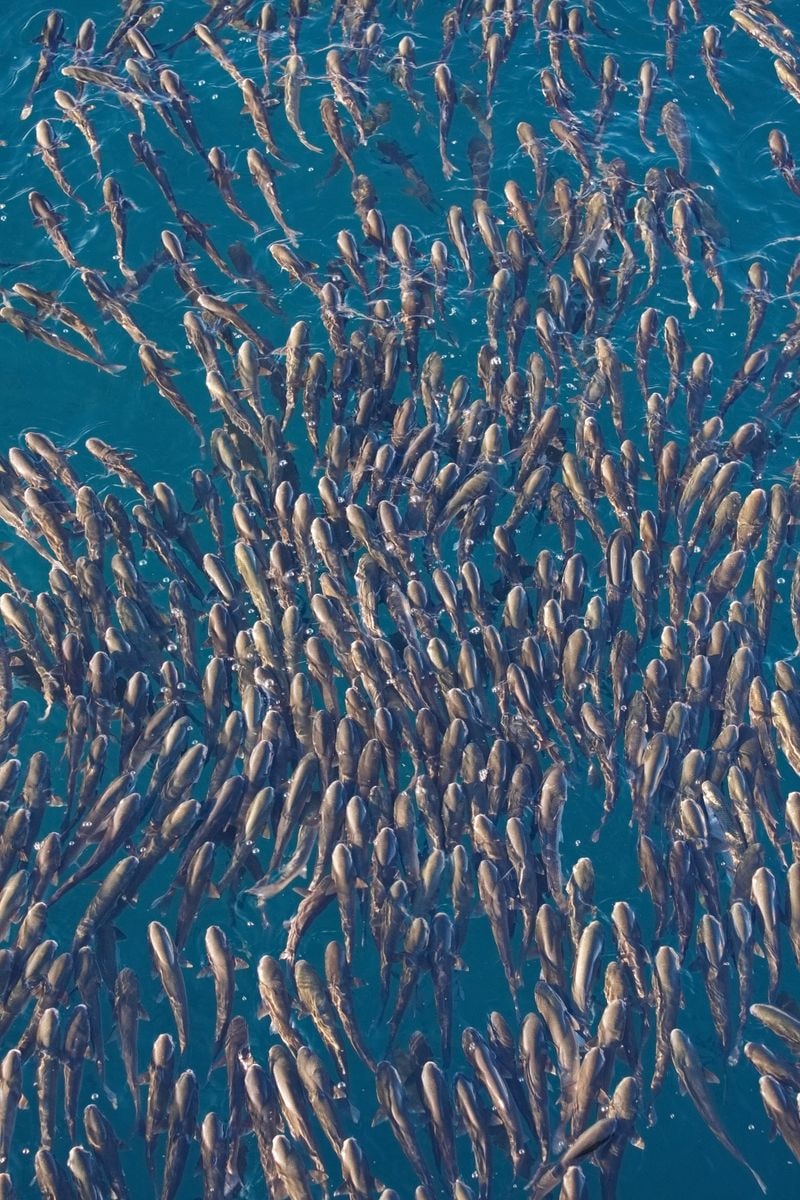 stanlyhad303's tweet photo. holy moly, look at this shoal! so many fish, can't believe the clarity here

#fish https://t.co/tOK7F6VWjS