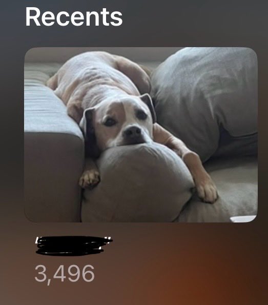 MaximusChuddius's tweet photo. Profoundly strange feeling to know your dog is terminally ill and doesn’t have long to live. 

3,500 pictures over 10 years and it doesn’t seem like I took enough. 

I got my dog in Tucson, Arizona for $17.50. Best money I’ve ever spent. Am going to miss him dearly. https://t.co/VSX92XHEO5