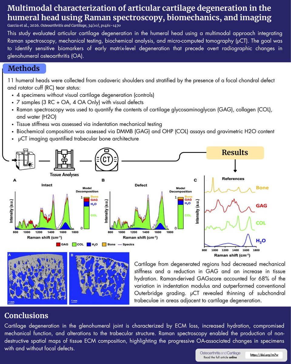 OACJournal's tweet photo. Early cartilage degeneration in the shoulder mirrors patterns seen in weight-bearing joints. Raman spectroscopy and biomechanics helped researchers identify matrix changes and bone alterations, paving the way for non-invasive OA diagnostics. 
@NazarianLab 
https://t.co/GYluiPthlK https://t.co/5TxlqZfLKD
