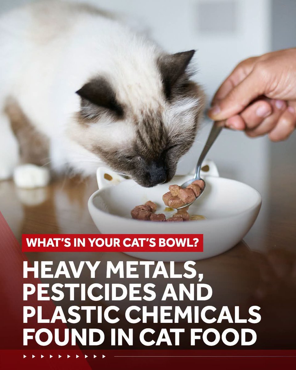 GetTheLeadoutMa's tweet photo. What’s in your #cat’s bowl? Nearly all #tested cat #foods contain #toxic plastic contaminants, the herbicide #glyphosate and #heavymetals such as #lead, #mercury and #arsenic, according to a new investigation. via @WCVB #leadfreeMA 
https://t.co/OWAldwc5cQ https://t.co/PPQHuqEgFv