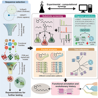 Structure_CP's tweet photo. Structural plasticity drives convergent evolution and functional diversification of GNAT polyamine acetyltransferases dlvr.​it/TVlQCj https://t.co/OqoSDUz6iK