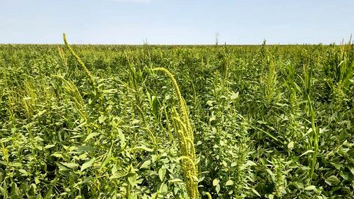 UNL_CropWatch's tweet photo. Still seeing waterhemp or Palmer amaranth after #herbicide applications? Collect seed heads now & help #UNL researchers determine whether resistance is emerging in your area: https://t.co/0FSz0sr35J
#NebExt #NebraskaAg #AgTwitter #CropProduction #Farming #Ag #Weeds #AgResearch https://t.co/2Ot29jJEll