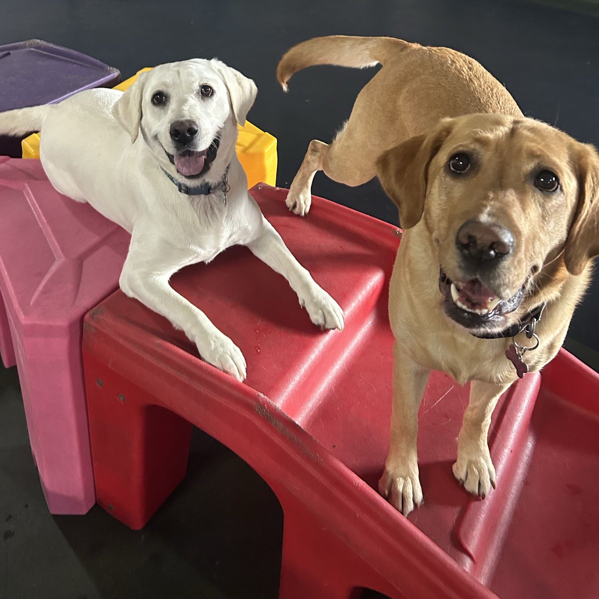 TheDogClub_Kali's tweet photo. Built for retrieving. Currently retrieving attention https://t.co/3ypPb05eJV