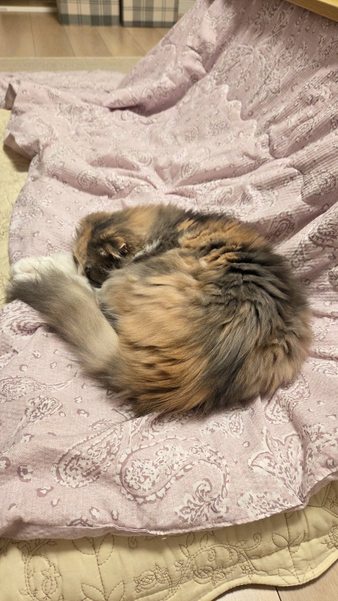 harugakitaneee's tweet photo. 秋🌾
季節が変わりましたね🐈️
#ねこのいるくらし https://t.co/RTULkkY6CZ
