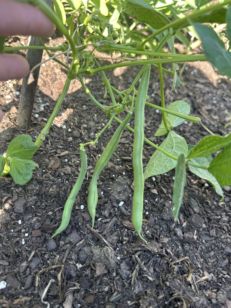 green3quarterAc's tweet photo. The end of my summer garden. Planting my cabbage, broccoli, more chard seedlings and my garlic soon. I planted four types of green beans, and I'm so glad that I did. The only ones that we actually liked- jade beans. Crunchy, not fuzzy, and huge! https://t.co/KXHWYjiDtv