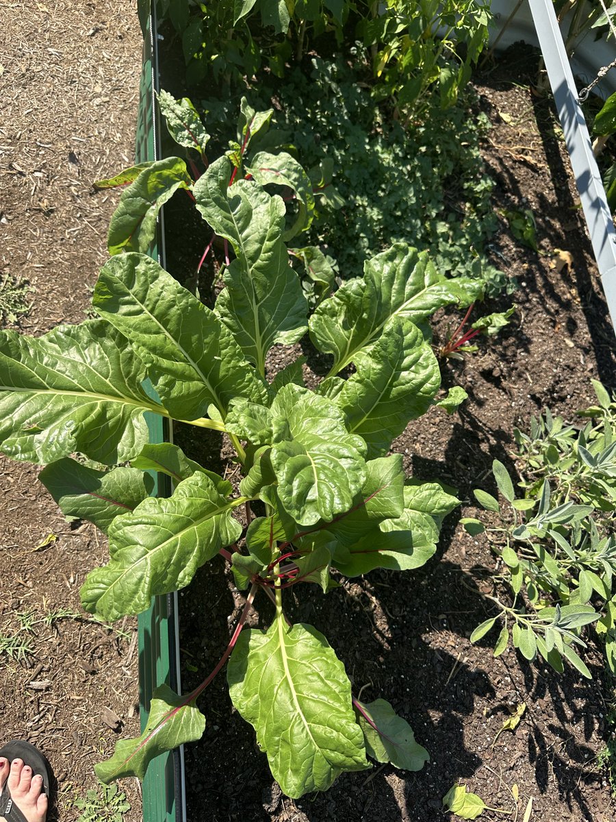 green3quarterAc's tweet photo. The end of my summer garden. Planting my cabbage, broccoli, more chard seedlings and my garlic soon. I planted four types of green beans, and I'm so glad that I did. The only ones that we actually liked- jade beans. Crunchy, not fuzzy, and huge! https://t.co/KXHWYjiDtv