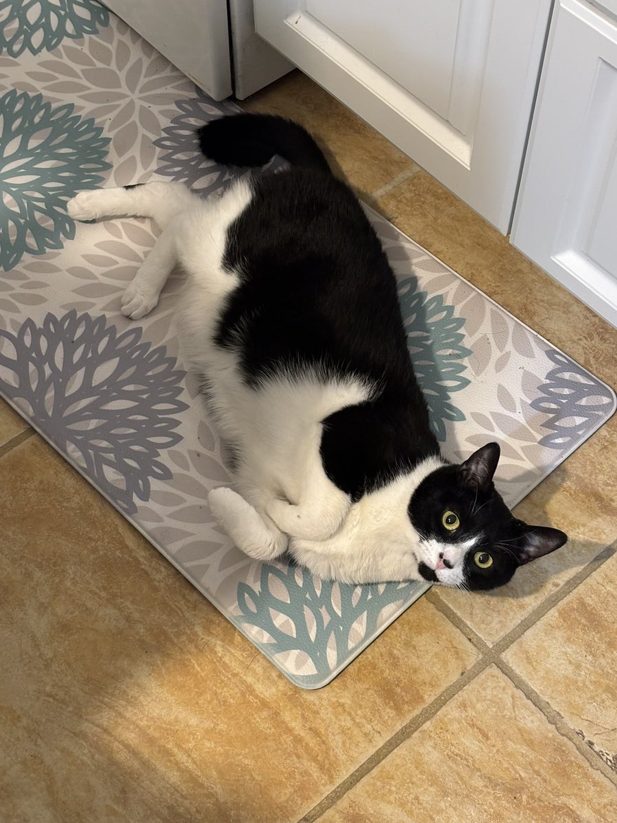 SophieMolly20's tweet photo. Looking adorable this Fridyay! ~💕Sophie
#CatsOnTwitter #CatsOnX https://t.co/LZqGVZhZHl