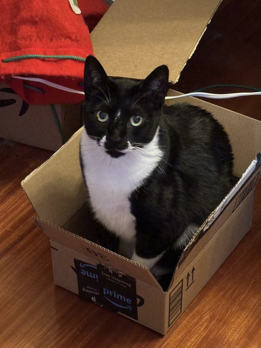 SophieMolly20's tweet photo. If I fits, I sits! ~💕Molly
#CatsOnTwitter #CatsOnX https://t.co/tajnVqI8Fo