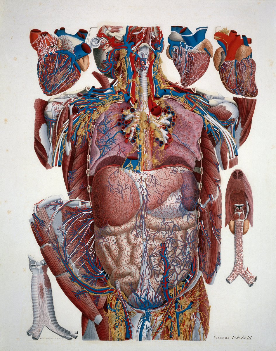 K0_Alexandra's tweet photo. The human body is an intricate biological system in which organs, blood vessels, nerves, and tissues work together to maintain life and physiological balance. https://t.co/WiH84Sqkgv