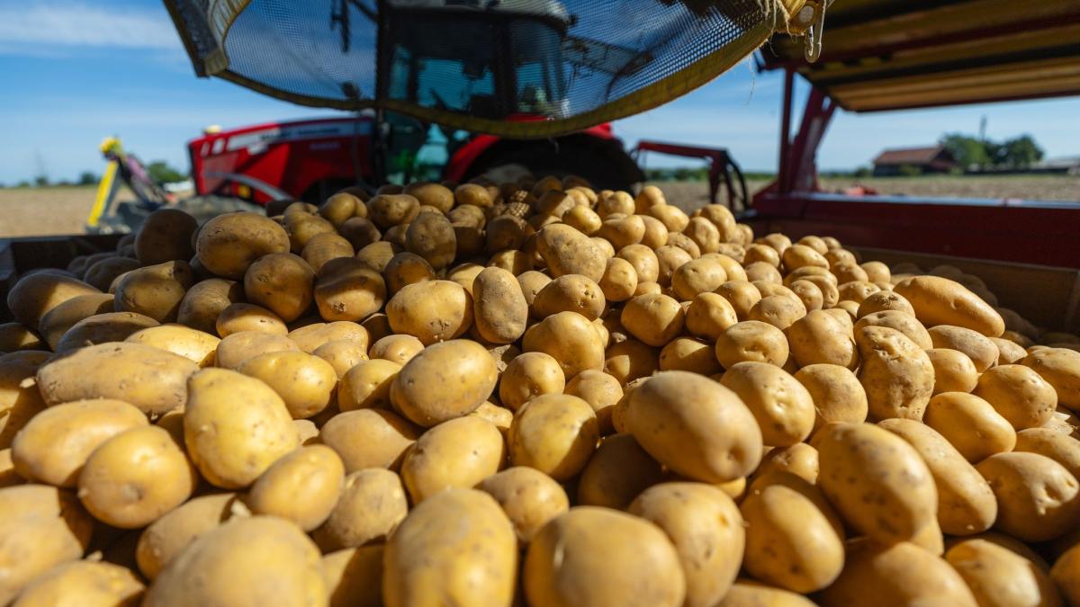 AZ_Augsburg's tweet photo. Hitze und langanhaltende Dürreperioden sorgen in Bayern für außergewöhnlich schlechte Ernteergebnisse. Die Auswirkungen treffen nicht nur Landwirte, sondern auch die verarbeitende Industrie. https://t.co/OA6E5RYmk0 https://t.co/KQFrzhT5oc