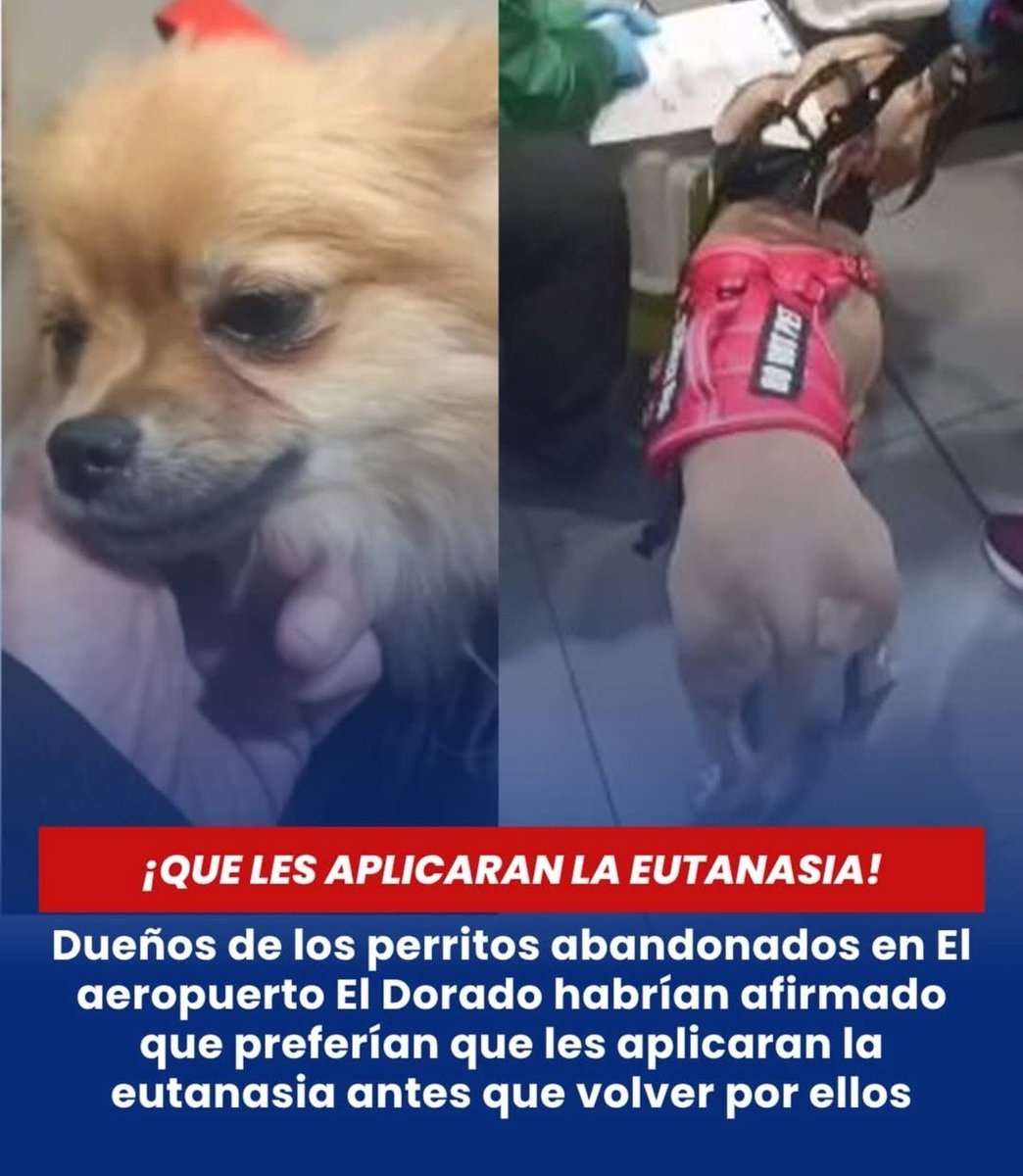 Soyladelosmemes's tweet photo. Así o más claro?
👇
@andreanimalidad
@ABDELAESPRIELLA
@jrestrp
A está pareja de malpariditos que dejaron tirados a los dos perritos en el aeropuerto de Bogotá...deberían suspenderles la visa y de paso enviarlos a la cárcel... nada justifica ...el dejar tiradas a las mascotas✍️
👇 https://t.co/XL750uGJjH