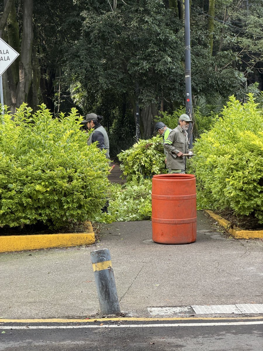 renito3ero's tweet photo. Cortando plantas a lo estúpido sobre avenida Amsterdam @AlessandraRdlv si lo que necesitamos en esta ciudad son plantas!!! https://t.co/5UASZtQ5n9