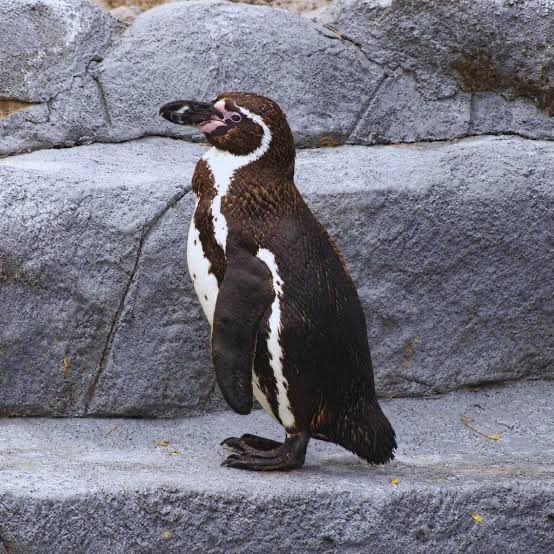 YoAmoaLaCiencia's tweet photo. 🍃 Monitoreo ambiental | Guanajuato: más muertes en el Zoológico de León ¿no que ya lo habían rehabilitado?

El 26 de septiembre murió Kowalski, un pingüino de Humboldt de apenas 11 meses, y al día siguiente encontraron muerta a Mayra, una jirafa de cuatro años que no tenía antecedentes de enfermedad y había sido observada con normalidad poco antes.

En los dos casos anunciaron que un patólogo veterinario externo realizaría las necropsias, pero los resultados todavía no están.

¿Van a decir que tenían una enfermedad congénita que no se las habían detectado antes? 

Y esto ocurre apenas unos meses después de que el gobierno municipal asegurara que había rehabilitado el zoológico y dejado atrás “40 años de rezago”, con una inversión superior a 205 millones de pesos.

ZooLeón fue  el primer zoológico de México en confirmar gusano barrenador entre sus animales, pero lo redujo a que dieron “lineamientos internos”.

Además, en julio murió Oldie, otra jirafa, después de quedar atorada en su hábitat cuando el cerco eléctrico de seguridad estaba desactivado por una falla. 

La necropsia determinó que Oldie murió por broncoaspiración, algo que no debió suceder si hubiera recibido atención inmediata después de quedar atrapada.

Ahora la alcaldesa Alejandra Gutiérrez ordenó una “revisión de todo” en ZooLeón. Pero si el zoológico ya había sido rehabilitado, ¿por qué hasta después de estas muertes necesitan revisar todo?

El municipio debe hacer públicas las necropsias de Mayra y Kowalski, sus expedientes veterinarios y las fallas de infraestructura o manejo documentadas durante 2026.

¿Qué está pasando realmente dentro del ZooLeón?