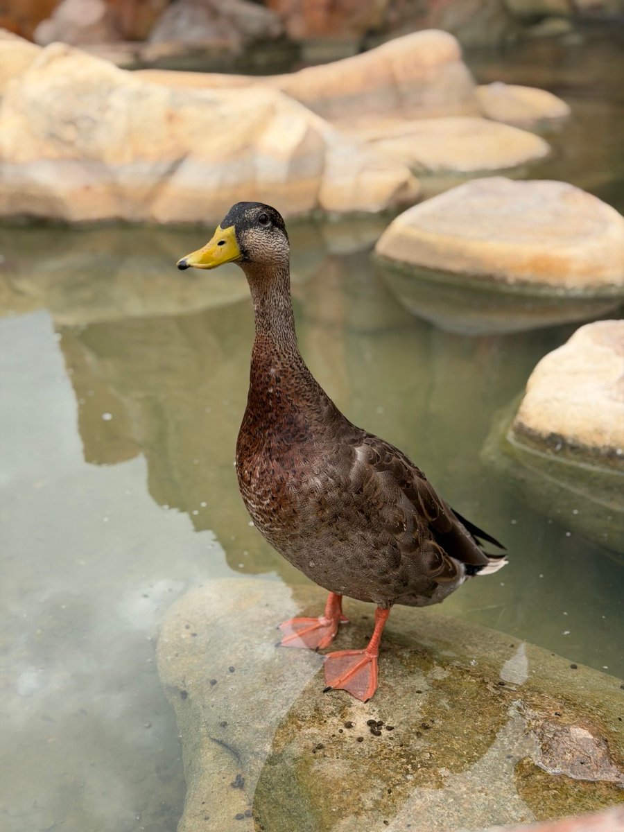 insideuniversal's tweet photo. Ducks are Universal. @UniversalORL https://t.co/SVrMRMGk8X